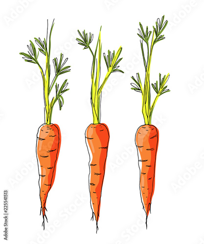 Sketch carrots on white background.