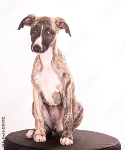 Whippet Puppy Sitting