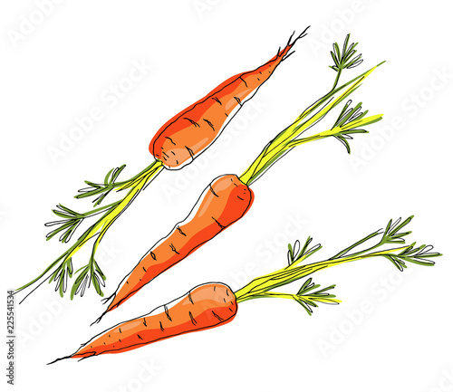 Sketch carrots on white background.