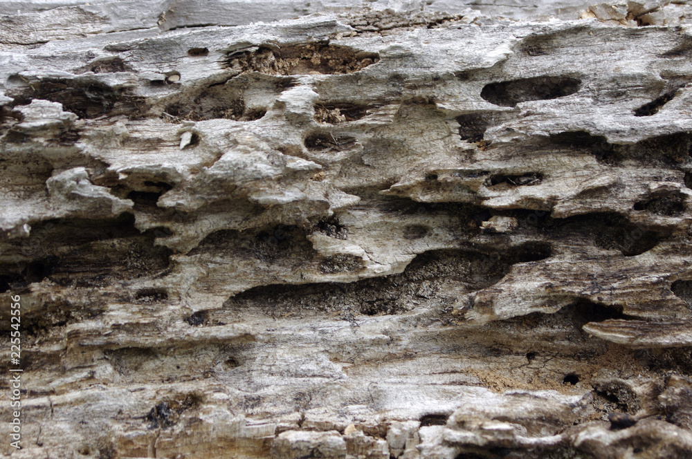 Obraz premium Old driftwood rustic texture