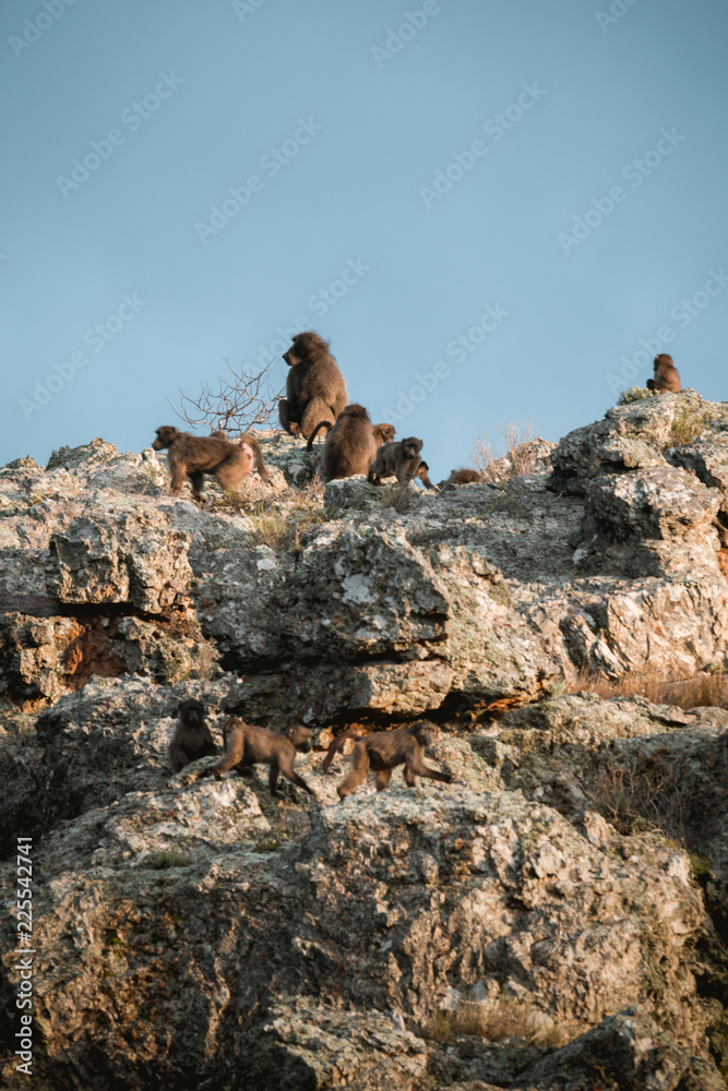 Baboons Cape Town Table Mountain