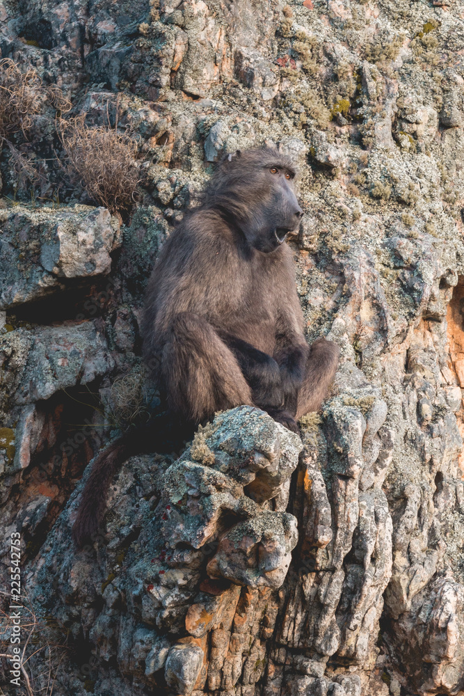 Baboons Cape Town Table Mountain