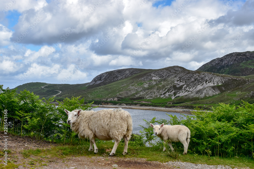 Schafe in Schottland