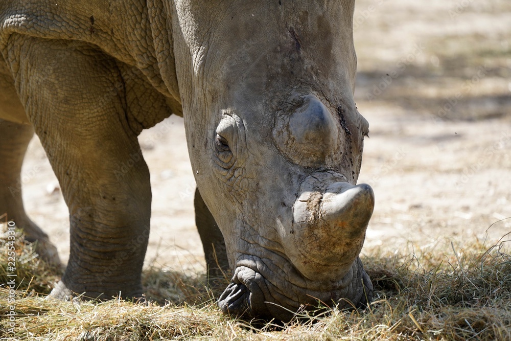 Fototapeta premium Rhinocéros mange de l'herbe 