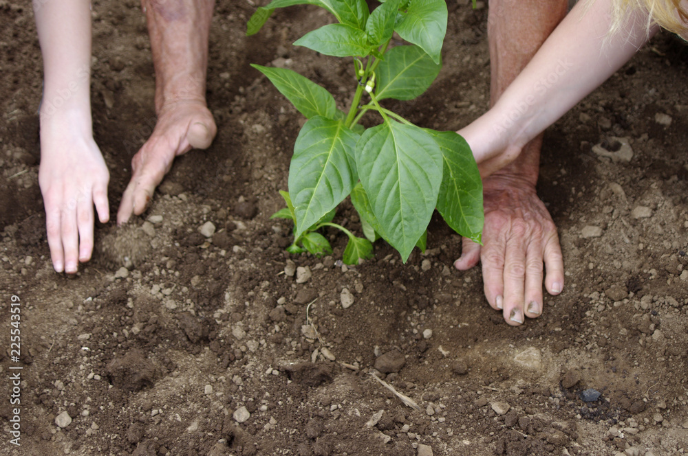 Hands of two children with grandparent planting pepper plant in ground Hands of two children with grandparent planting pepper plant in ground