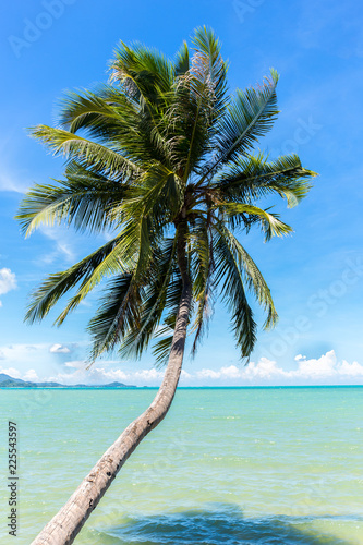 Coconut tree on the ocean against blue sky in koh samui island in Thailand.