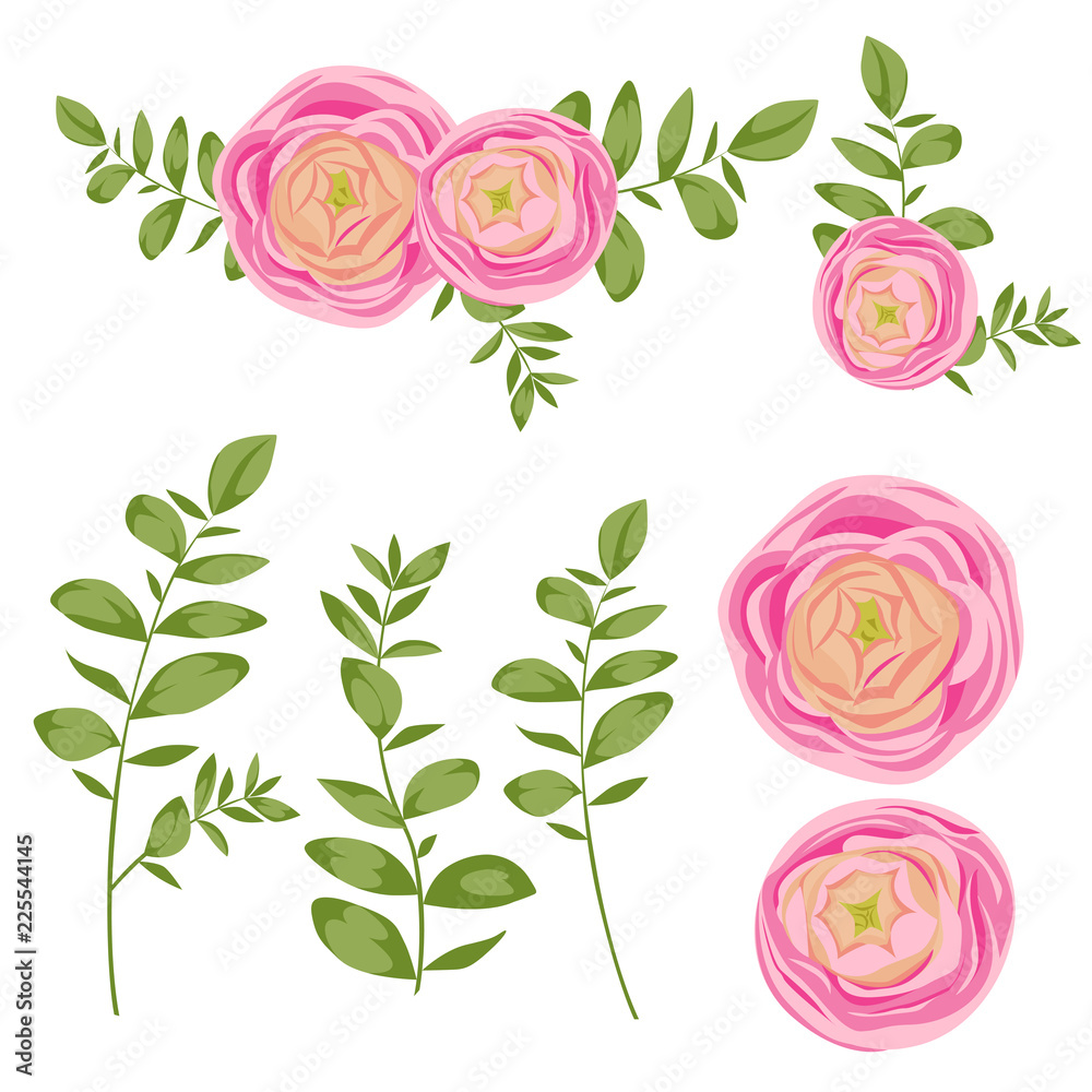 Natural vector set with pink ranunculus and eucalyptus branches isolated on white background in watercolor style. Can used for trendy wedding design, cards, paper, textile and other