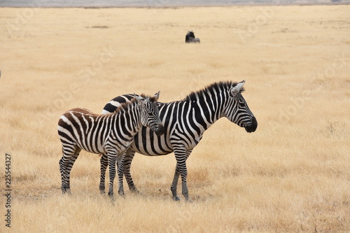 Young zebra with mother