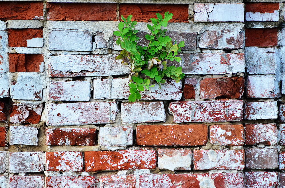 Brick wall. Red brick wall. The flower grows in spite of everything