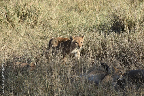 Lion cub  Serengeti