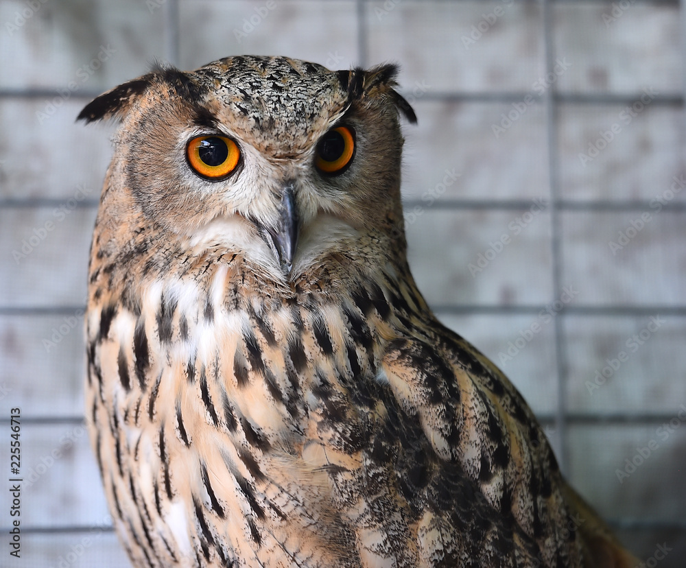royal owl royal owl