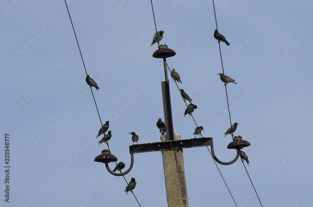 Flock of speckled starlings sitting together on power lines in the background blue sky