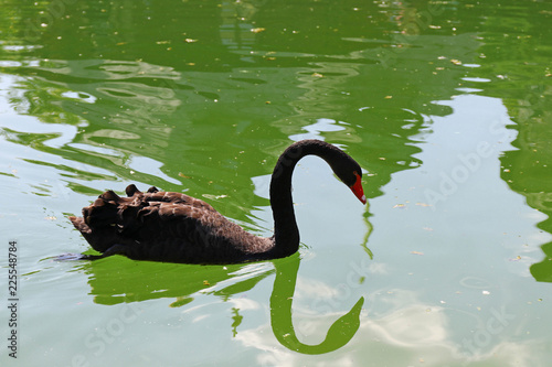 One black swan swim along the green water of the pond