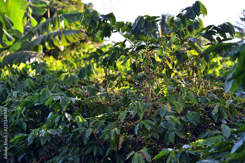 Coffee plantation, Mauritius