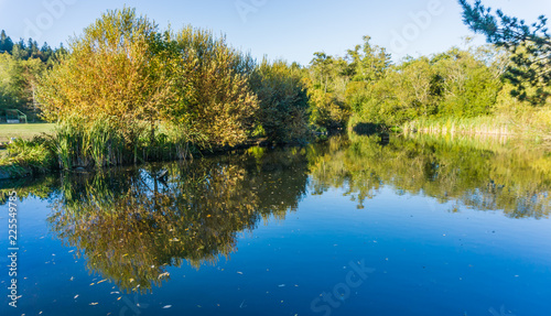 Serene Pond Reflections