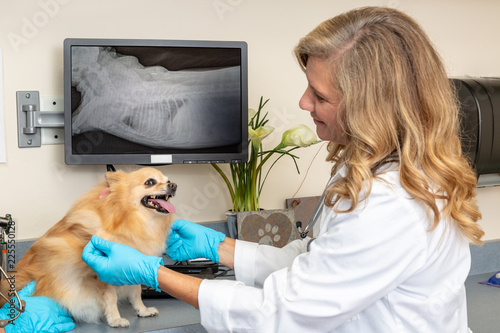Fototapeta Naklejka Na Ścianę i Meble -  Veterinarian Comforting Dog With X-Ray