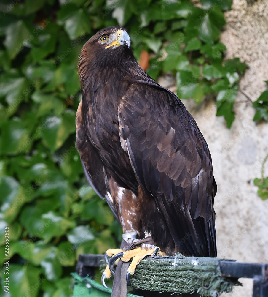 Fototapeta premium golden eagle