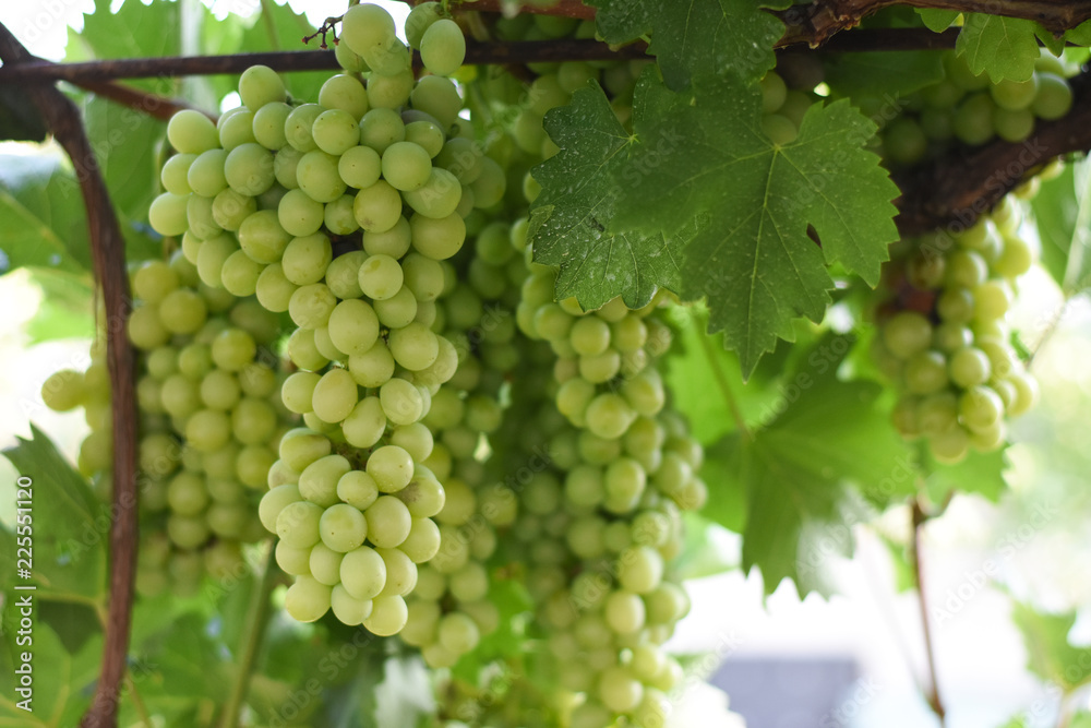 Large bunches of white wine grapes hang from a vine. Bunch of grapes on a vine