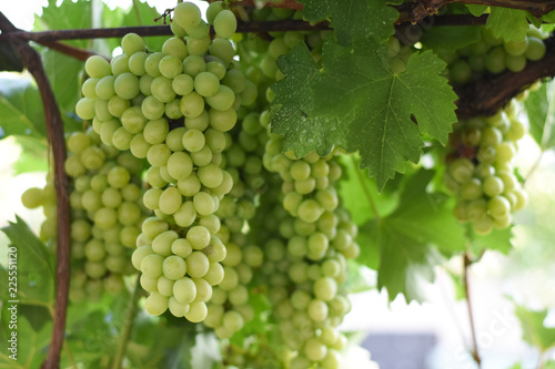 Wallpaper Mural Large bunches of white wine grapes hang from a vine. Bunch of grapes on a vine Torontodigital.ca
