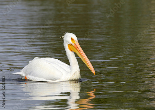 One white pelican floating on a lake profile view, close up. The American White Pelican is one of the longest bird native to North America.
