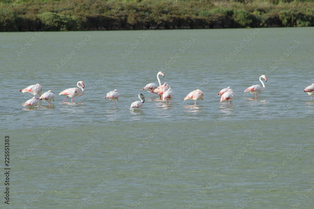 Fototapeta premium Group os pink Flamingos in a lake in the Ses Salines natural reserve in Ibiza