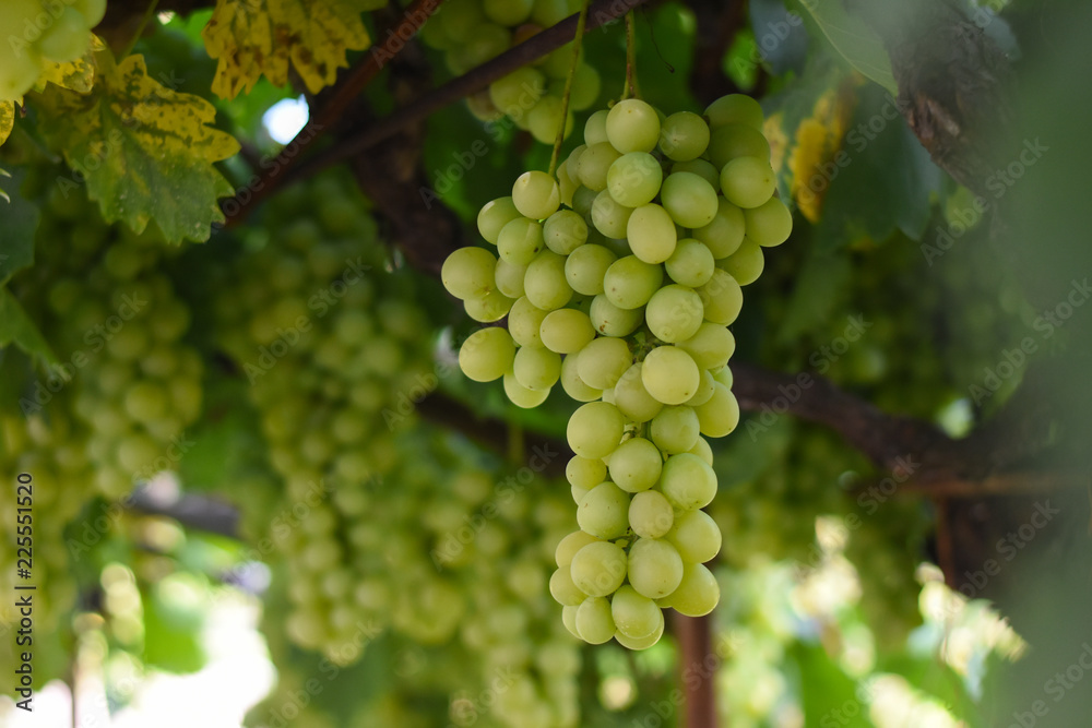 Large bunches of white wine grapes hang from a vine. Bunch of grapes on a vine Large bunches of white wine grapes hang from a vine. Bunch of grapes on a vine