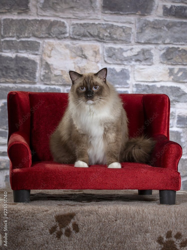 Red Ragdol Red Ragdoll Cat