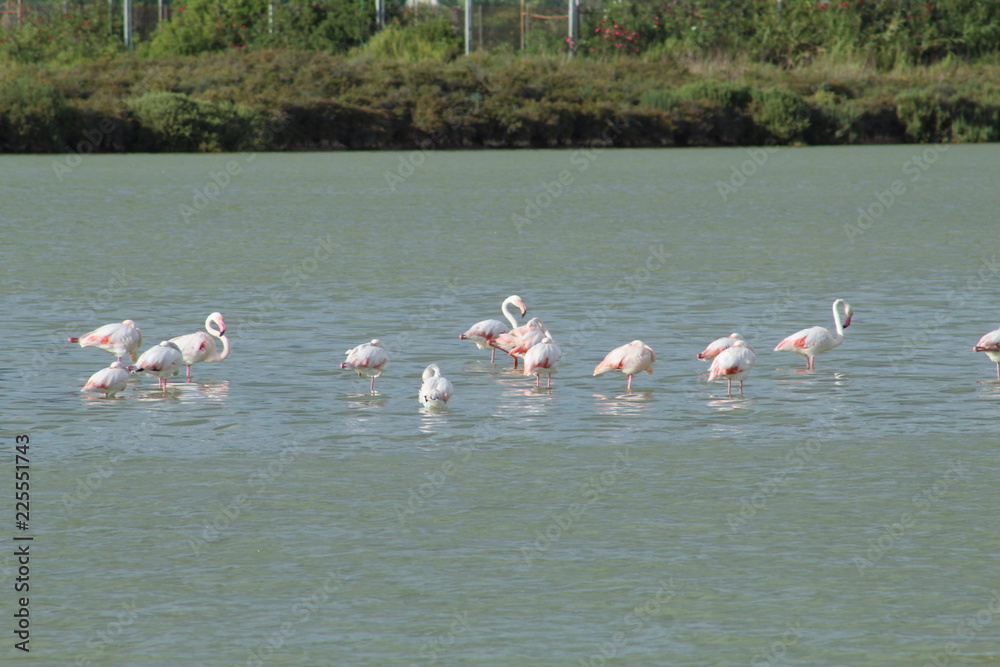 Naklejka premium Group os pink Flamingos in a lake in the Ses Salines natural reserve in Ibiza