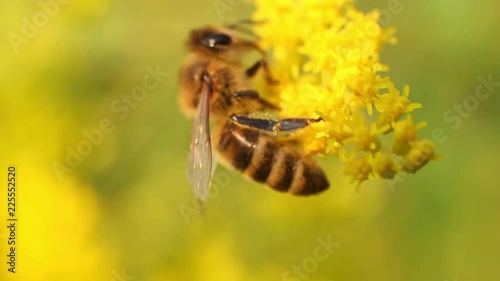 Beautiful yellowbee on the flower