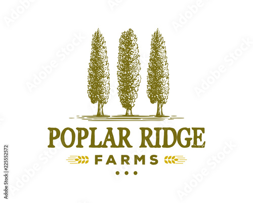 Fényképezés Poplar Tree on the Park for Agriculture Sign Symbol Hand Drawn Logo Vintage