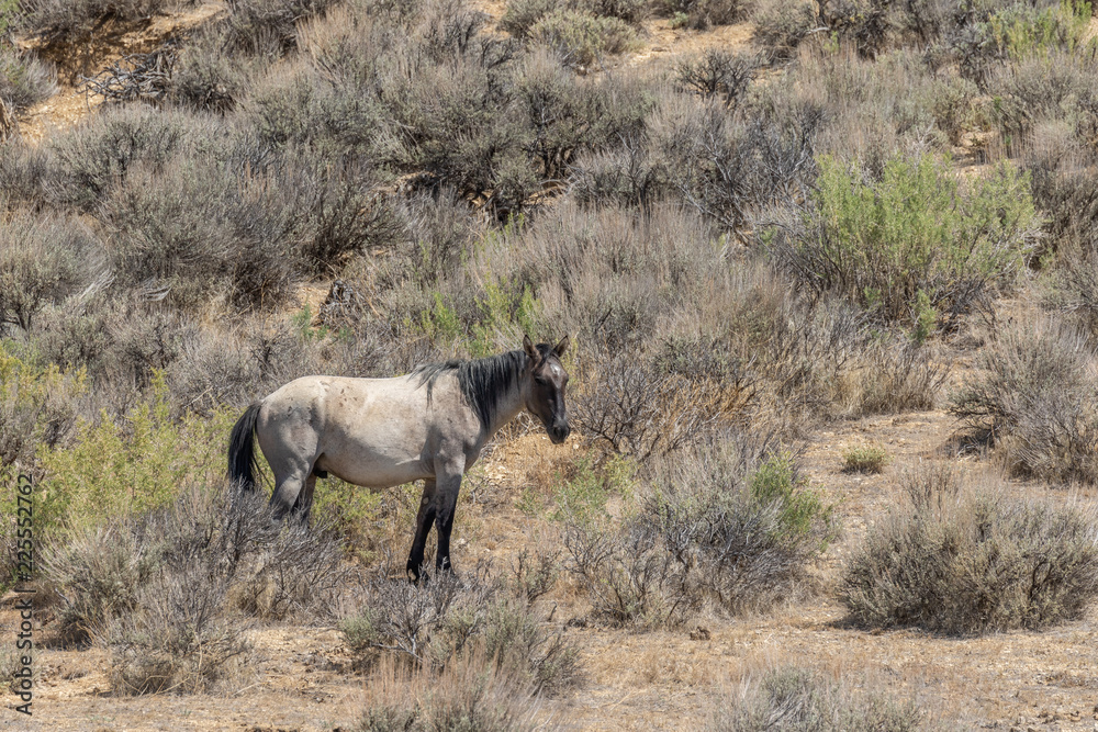 Wild Horse in the Colorado High Desert