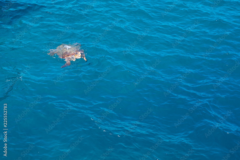 Turtle in the sea