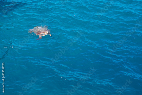 Turtle in the sea © noskaphoto