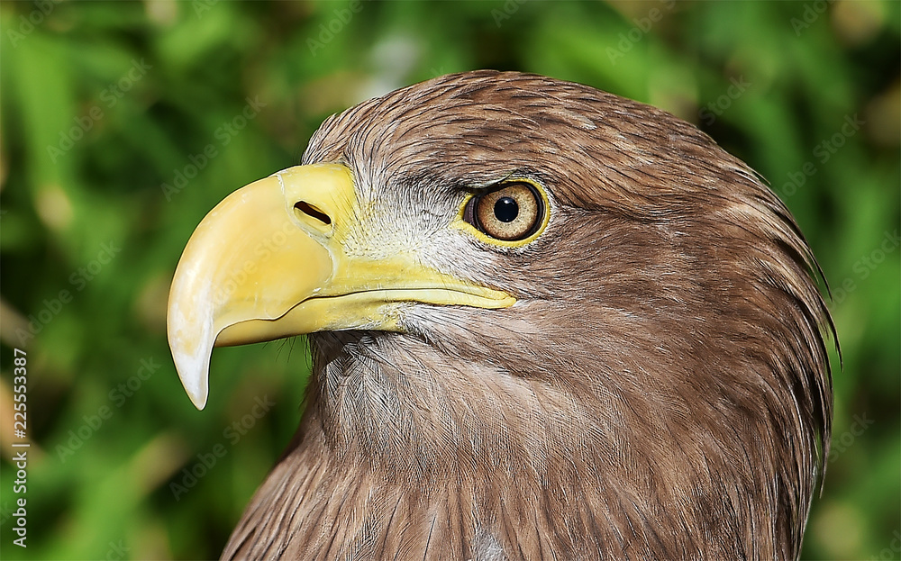 Obraz premium eagle