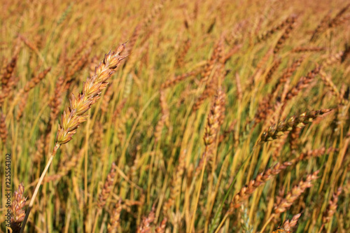 Spikes of rye in a field © kos1976