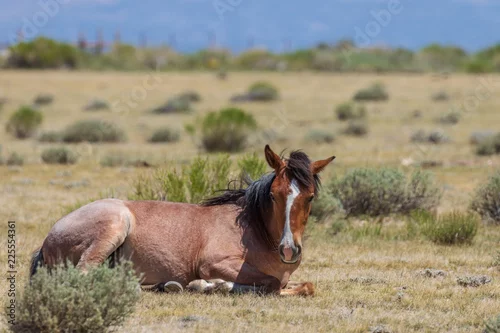 Obraz Dziki koń na wysokiej pustyni w Kolorado
