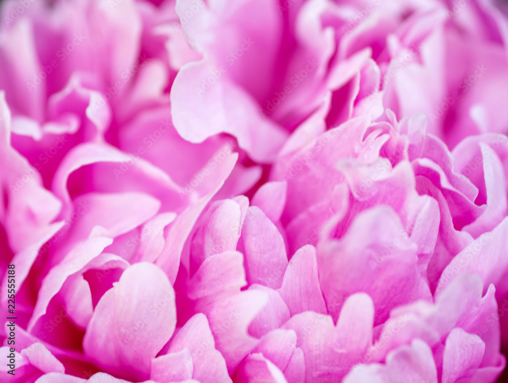 Beautiful pink peony flower close up