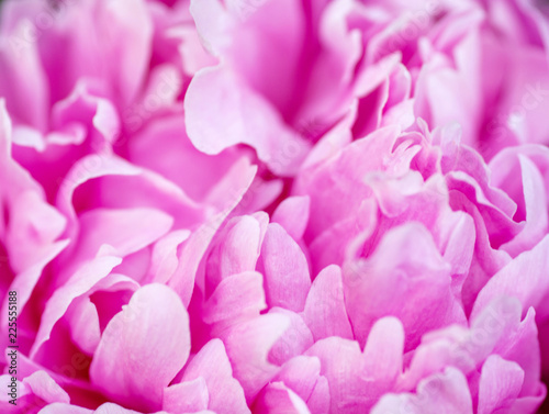 Beautiful pink peony flower close up