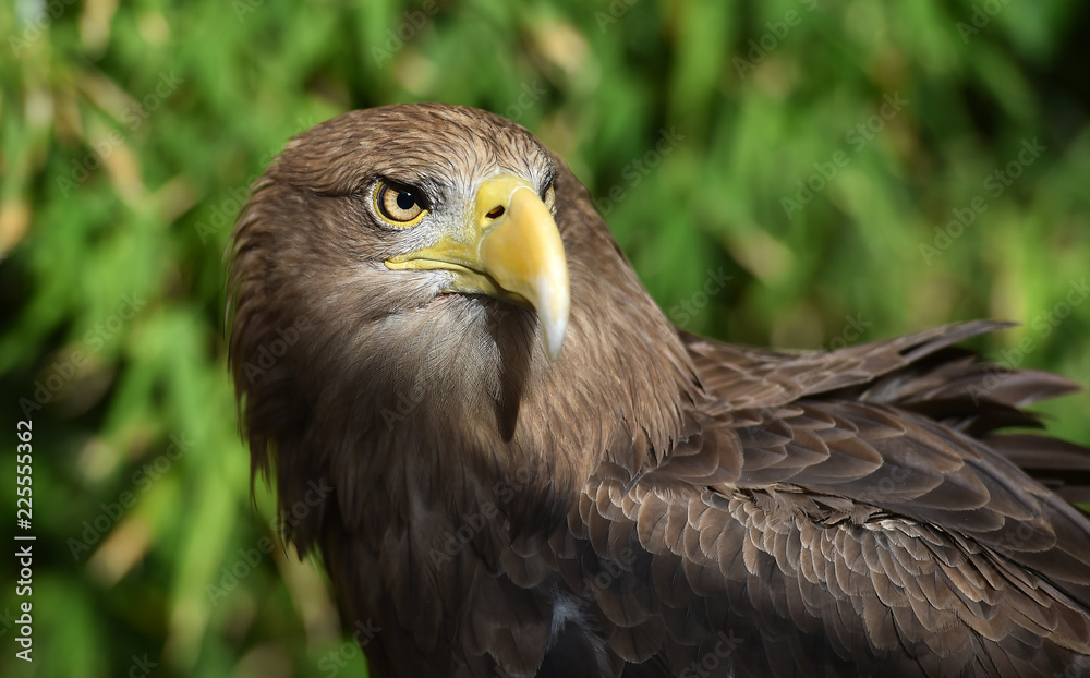 Obraz premium pigargo gigante