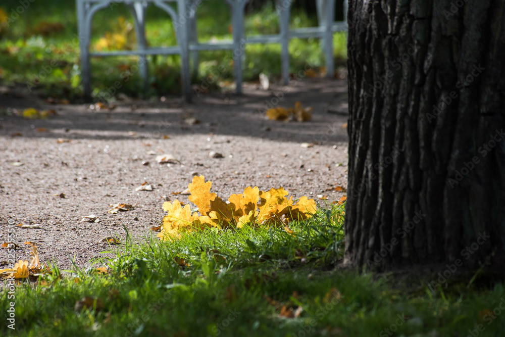 Road in a park with fallen oak leaves Road in a park with fallen oak leaves
