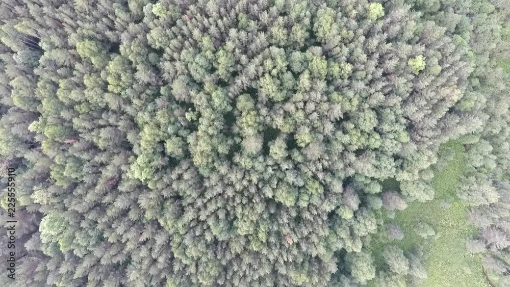 Green pine trees forest from drone Green pine trees forest from drone