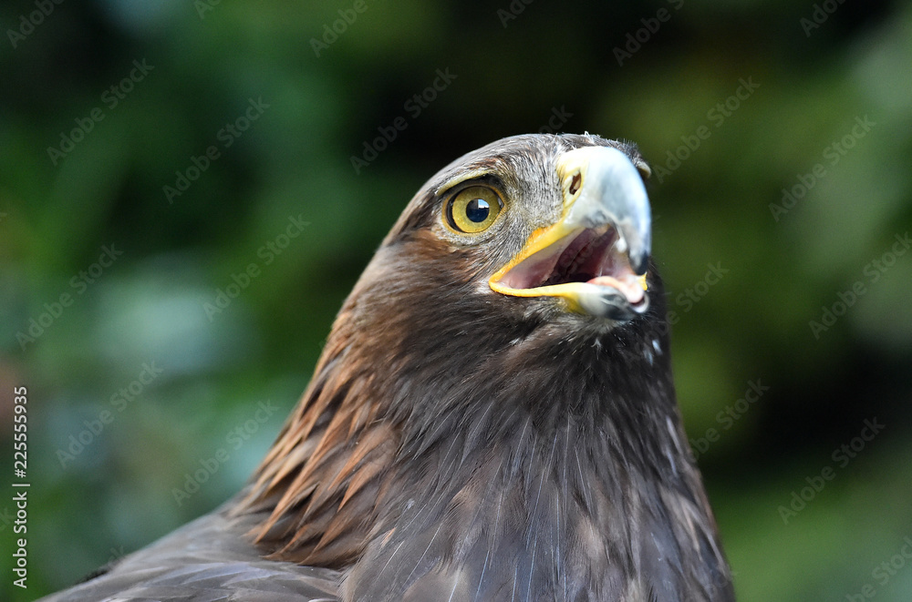 aguila real aguila real