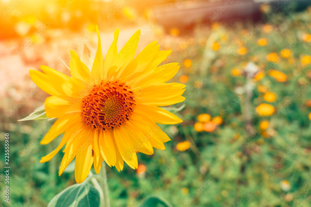 Obraz premium sunflower field beautiful nature postcard wallpaper background.