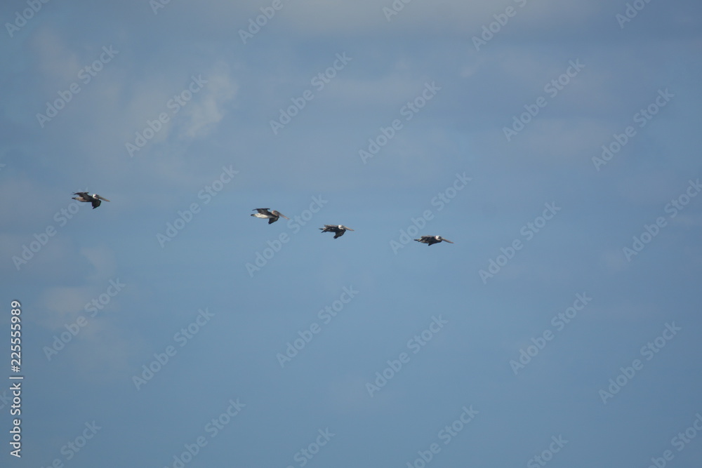 Jetties in St. Augustine
Beautiful sky, four Pelicans in flight