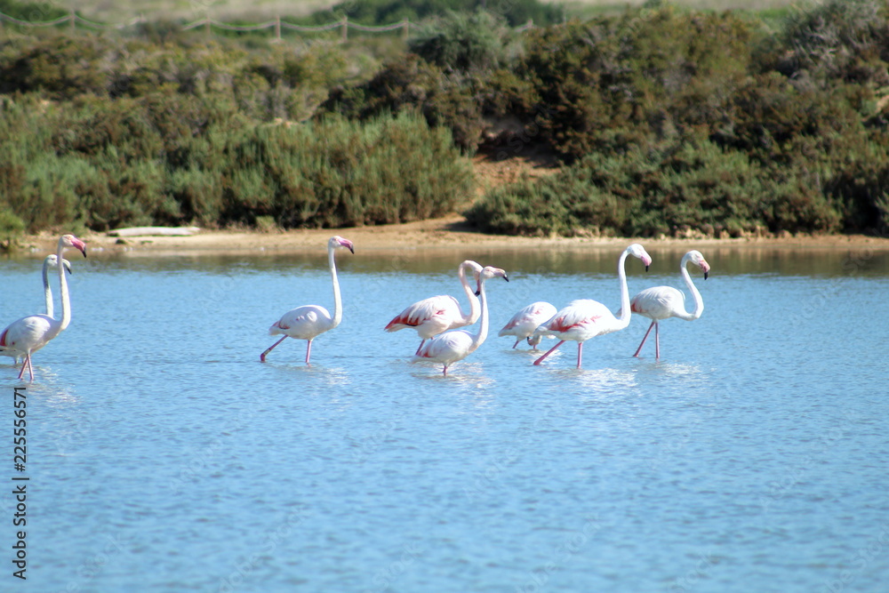 Group os pink Flamingos in a lake in the Ses Salines natural reserve in Ibiza