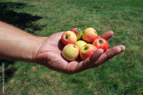 A man's hand holding small apples in garden