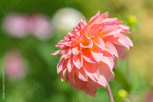 Fototapeta Naklejka Na Ścianę i Meble -  Pinke Dahlie (Asteraceae) blüht im Sonnenlicht der Sommersonne.