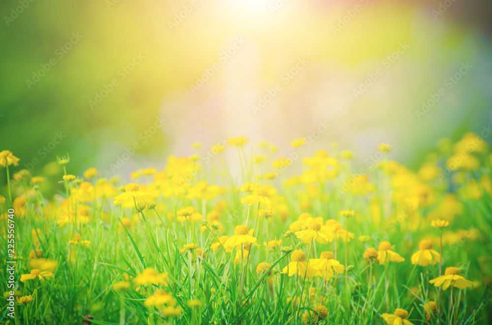 Obraz premium Autumn grass and wildflower background. Instagram effect