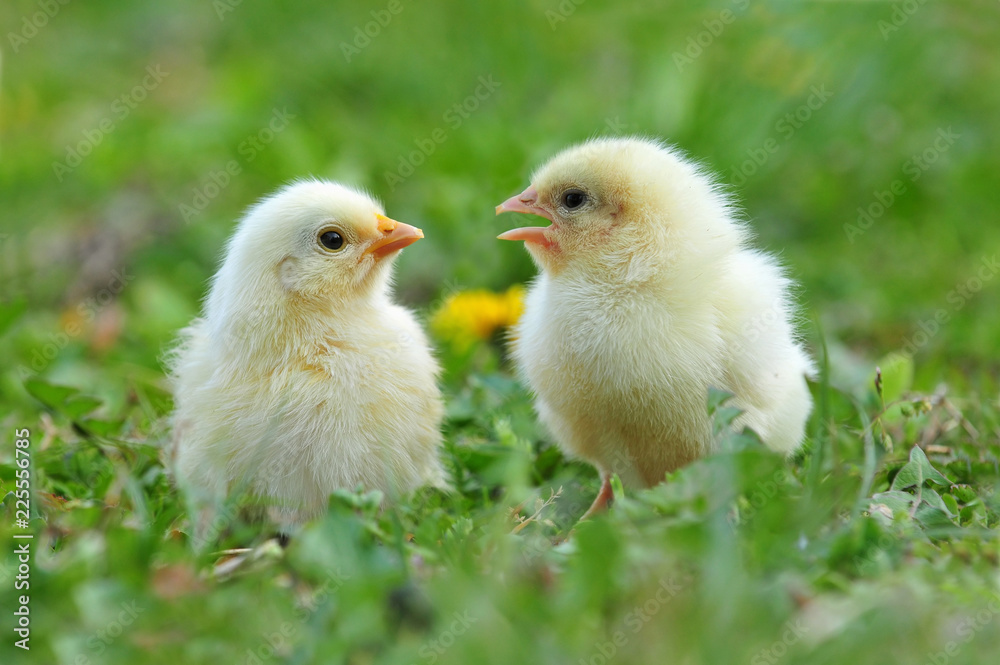 Two young chickens Two young chickens