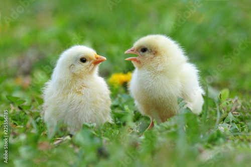 Two young chickens